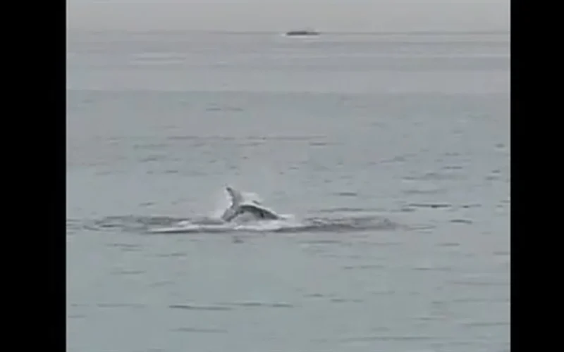 إغلاق شواطئ سيدني.. هجوم مفاجئ لقرش يستهدف شابا في استراليا وتدخل أمني عاجل